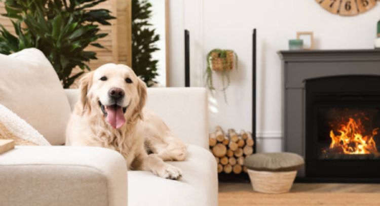 Cuál es el significado de que se te acerquen los perros en la calle