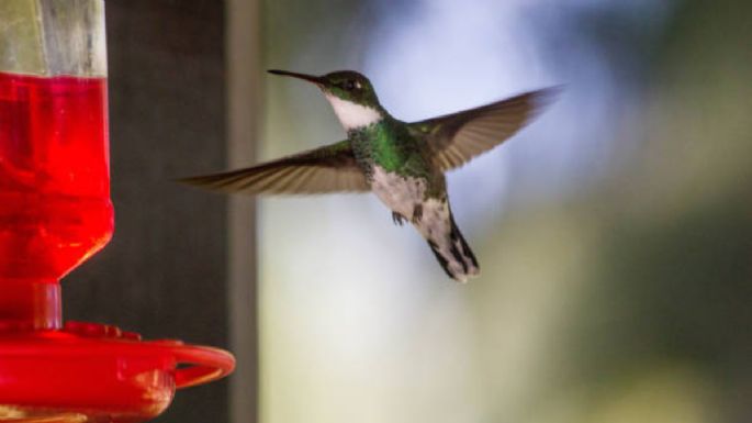 Respira profundo antes de saber el truco casero para atraer colibríes a tu hogar