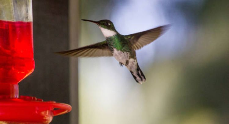 Respira profundo antes de saber el truco casero para atraer colibríes a tu hogar