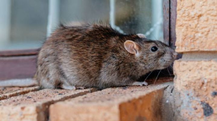 1 chorrito de vinagre y las ratas saldrán huyendo de tu hogar