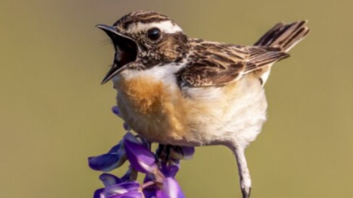 Descubre el motivo de la intensidad del sonido del canto de los pájaros, según la ciencia