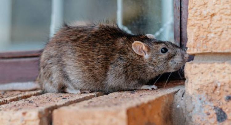 1 chorrito de vinagre y las ratas saldrán huyendo de tu hogar