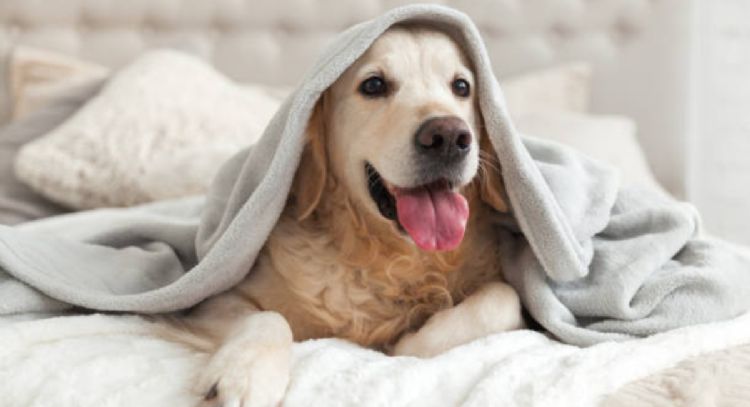 Respira profundo antes de saber el significado de tu perro se revuelque en la cama