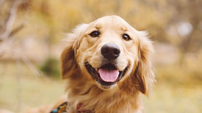 Estas son las 5 grandes ventajas de elegir un Golden Retriever de mascota