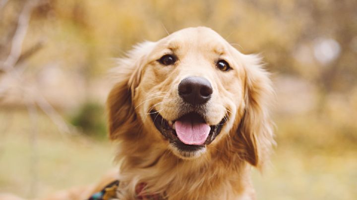 Estas son las 5 grandes ventajas de elegir un Golden Retriever de mascota