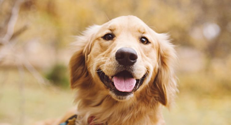 Estas son las 5 grandes ventajas de elegir un Golden Retriever de mascota