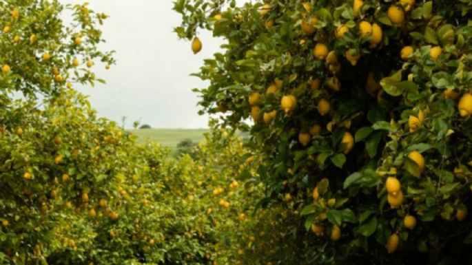 Estos son los ingredientes de cocina ideales para eliminar las plagas de tus árboles frutales