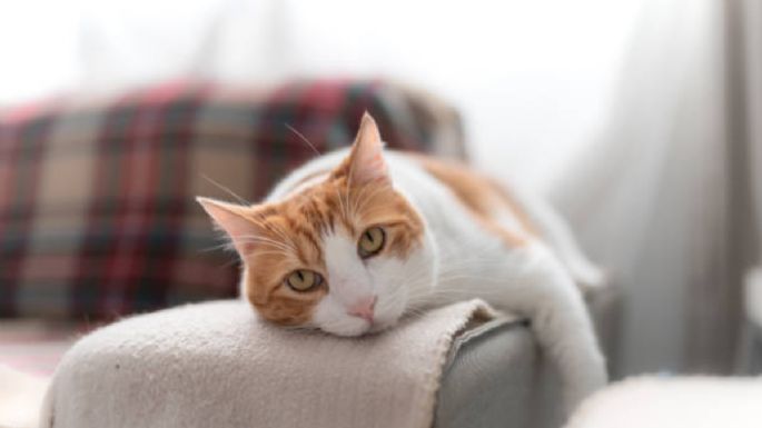 Conoce el truco para que los gatos no se suban a los muebles de tu casa, según especialistas