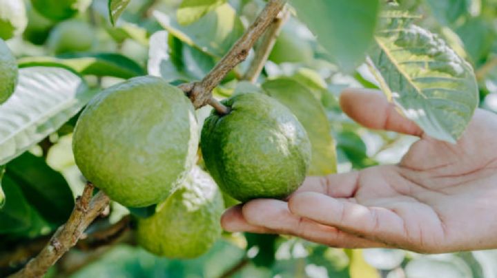 Conoce cuál es la temporada perfecta para podar el árbol de guayaba para que estalle de frutos