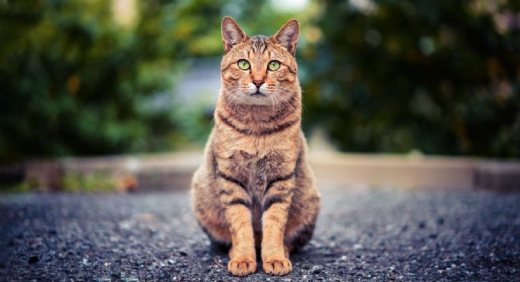 Estos son los 5 mejores nombres italianos para tu gato macho y sus hermosos significados
