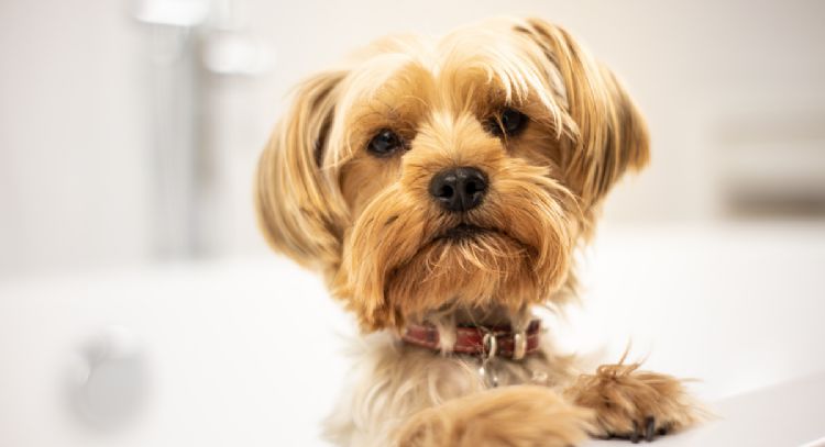 Conoce el significado de que tu perro te siga hasta dentro del baño