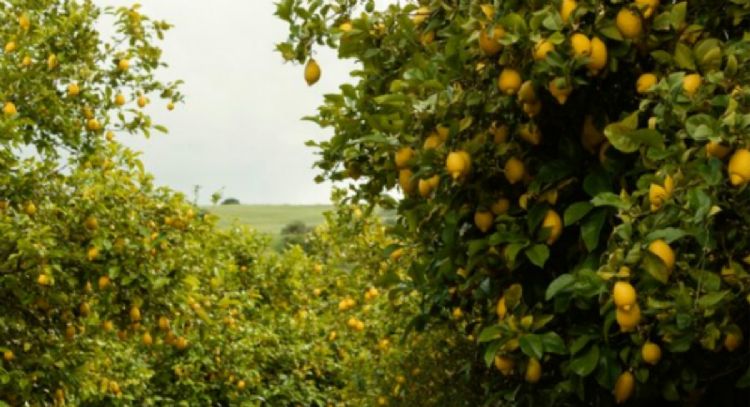 Estos son los ingredientes de cocina ideales para eliminar las plagas de tus árboles frutales