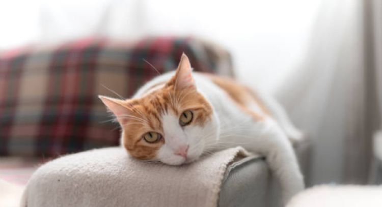 Conoce el truco para que los gatos no se suban a los muebles de tu casa, según especialistas