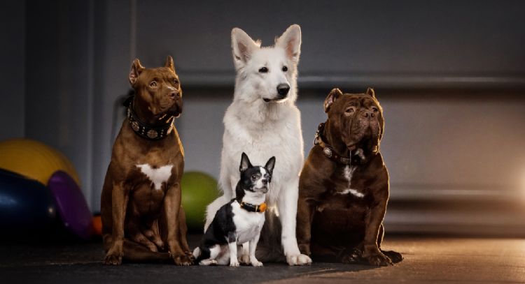 ¿Cuál es la raza de perro más grande del mundo?