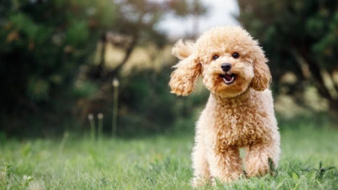 Estas son las 3 razas de perros de tamaño chico que no largan pelo