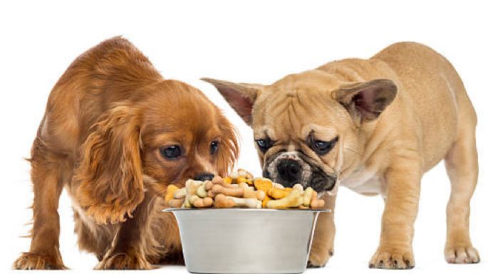 Estas son las croquetas que no le debes dar a tu perro nunca, según Profeco