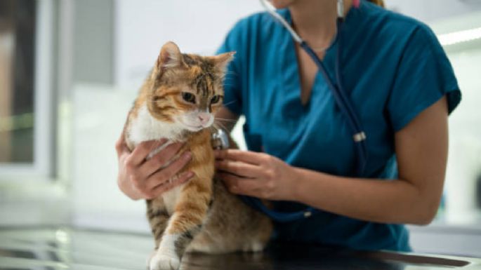 Descubre la raza de gato más saludable