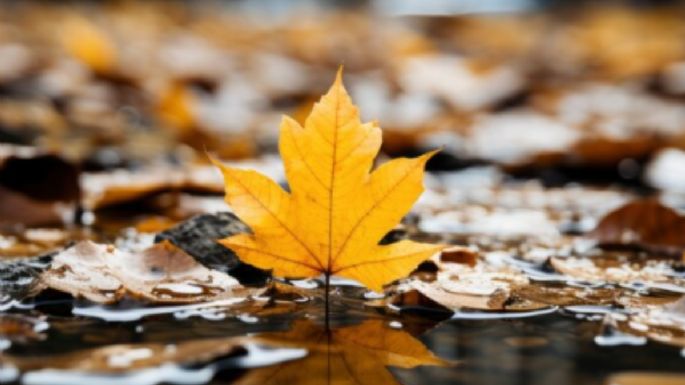 Puedes hacer un cuadro decorativo para la temporada con estos 4 simples elementos de otoño