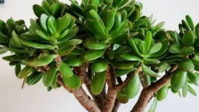 Así debes regalar el árbol de jade de forma correcta para que atraiga el dinero