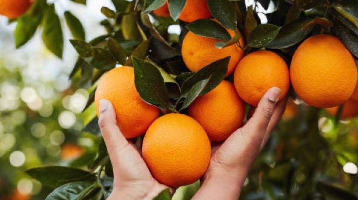 Este es el mineral clave para tu árbol de frutal estalle de frutos