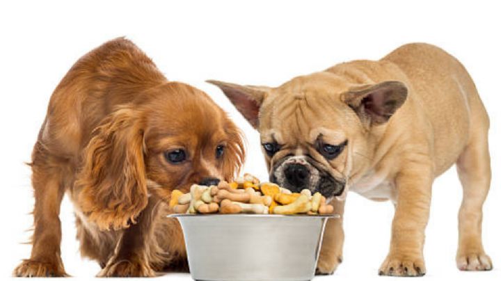 Estas son las croquetas que no le debes dar a tu perro nunca, según Profeco