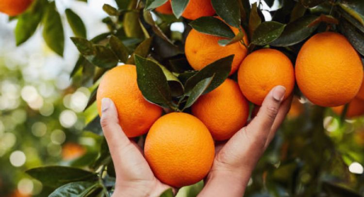 Este es el mineral clave para tu árbol de frutal estalle de frutos