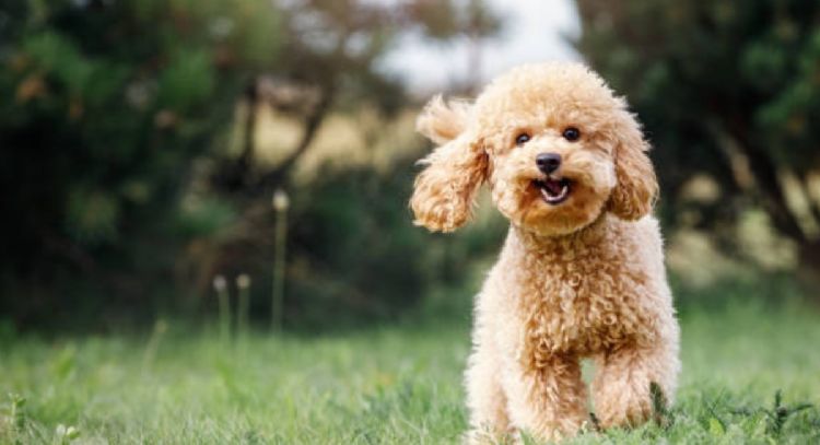 Estas son las 3 razas de perros de tamaño chico que no largan pelo