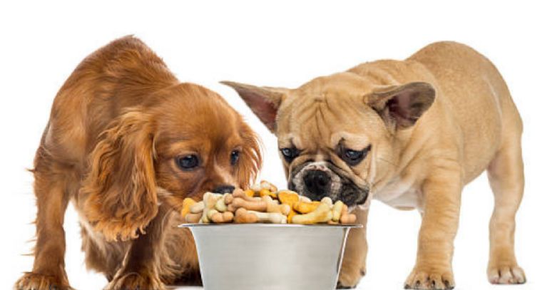 Estas son las croquetas que no le debes dar a tu perro nunca, según Profeco