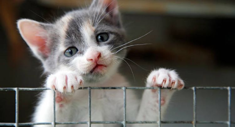 Estas son las 3 señales para saber si tu gato está triste