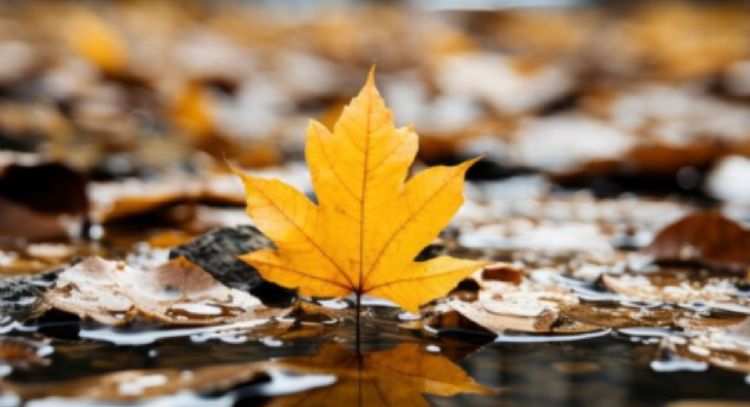 Puedes hacer un cuadro decorativo para la temporada con estos 4 simples elementos de otoño