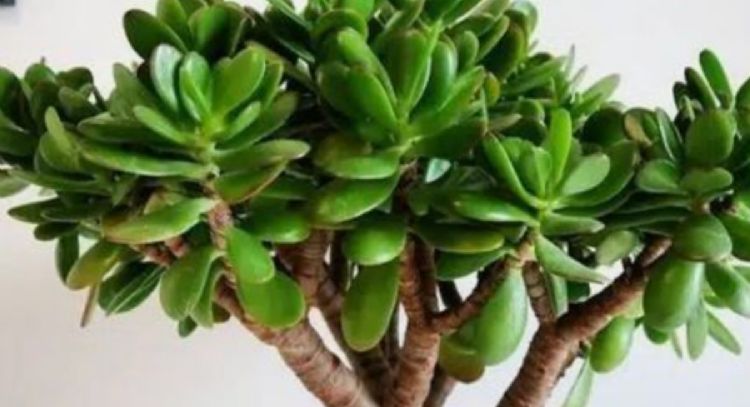 Así debes regalar el árbol de jade de forma correcta para que atraiga el dinero