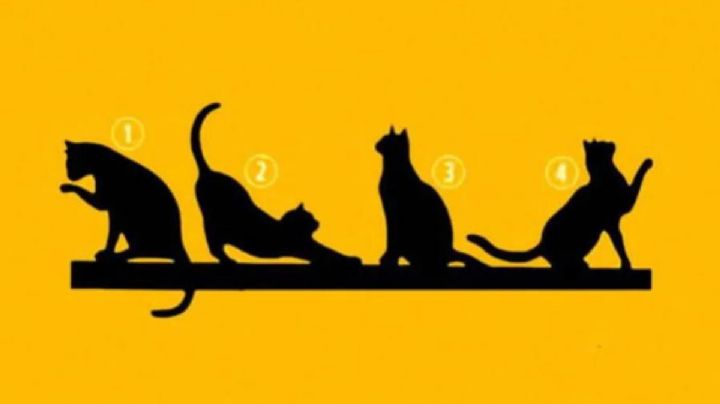 Test de personalidad: escoge el gato que veas primero y conoce tu propósito en la vida