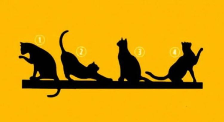 Test de personalidad: escoge el gato que veas primero y conoce tu propósito en la vida
