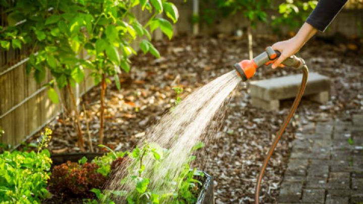 Conoce cuáles son las plantas aromáticas con milagrosas propiedades curativas