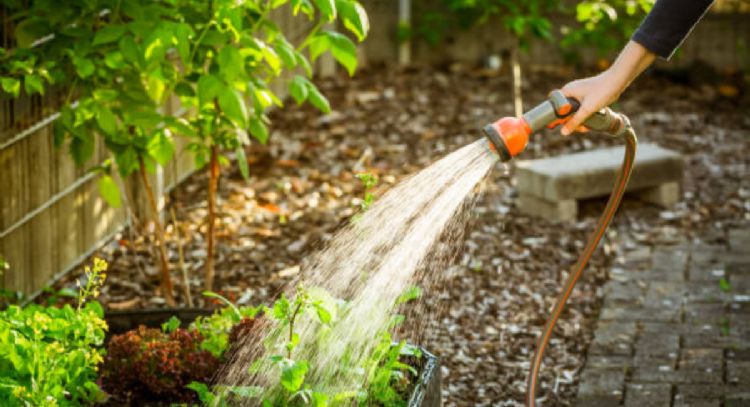 Conoce cuáles son las plantas aromáticas con milagrosas propiedades curativas