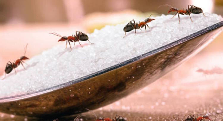 Despídete de las hormigas de la cocina con este ‘milagroso’ remedio casero de 2 ingredientes