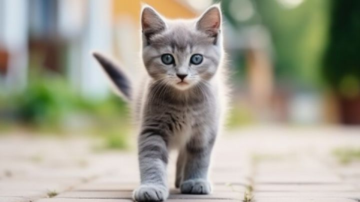 Cuál es el poderoso significado de los gatos de color gris