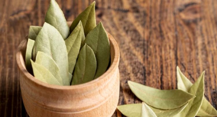Cómo usar el laurel en tu habitación para atraer la abundancia en invierno, según ritual milenario