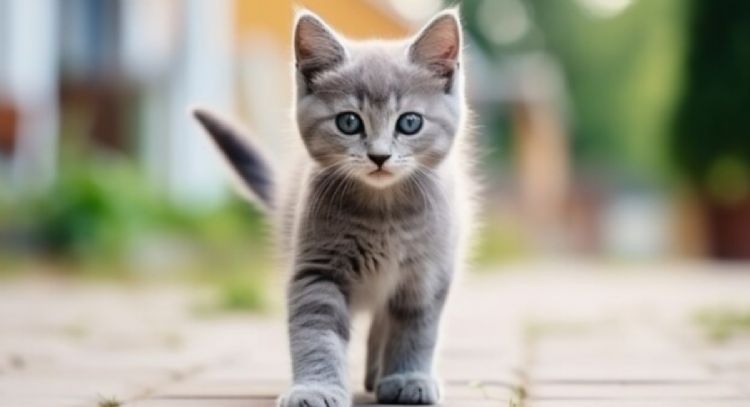 Cuál es el poderoso significado de los gatos de color gris