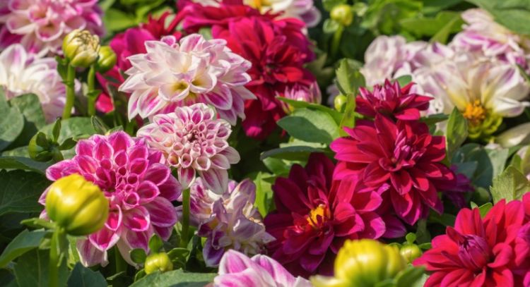 Cada cuánto debes regar tus dalias para que la planta estalle de flores