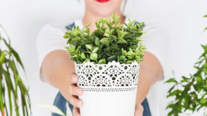 3 plantas artificiales para decorar tu hogar con apariencia natural