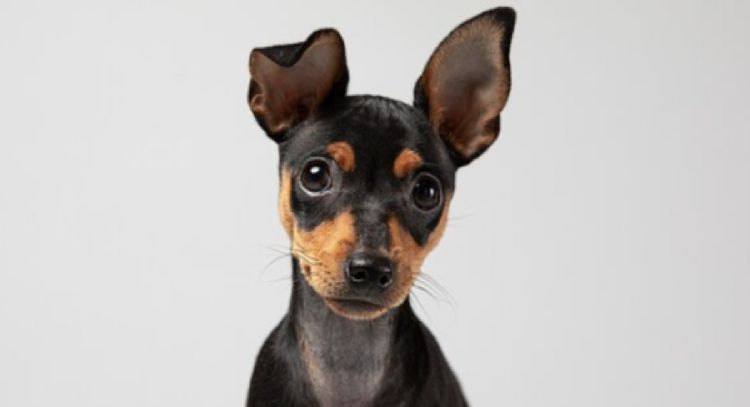 Estas son las semillas que están prohibidas tener en tu hogar si tienes perros