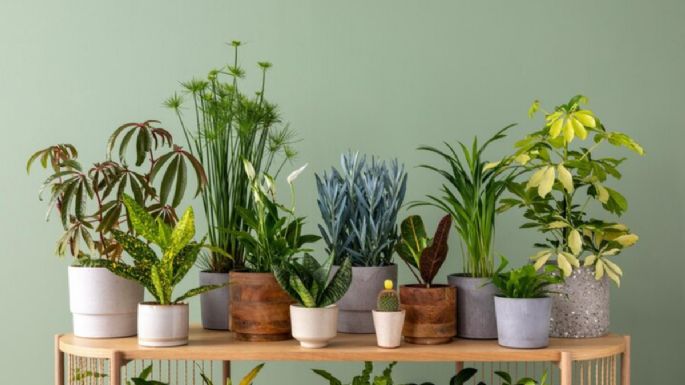 Conoce cuáles son las 3 plantas de interior ideales para decorar una sala pequeña