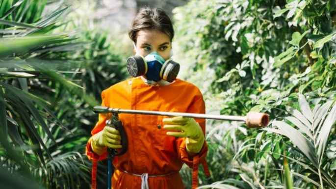 Aprende a preparar un insecticida natural con una económica fruta que tienes en casa