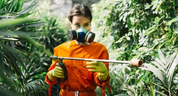 Aprende a preparar un insecticida natural con una económica fruta que tienes en casa