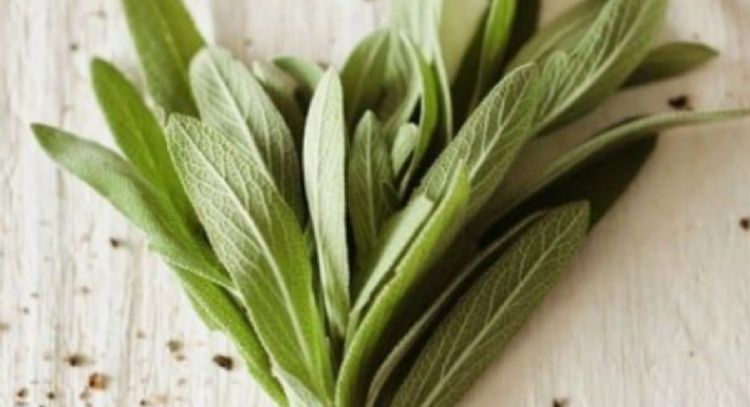 7 propiedades terapéuticas de la planta salvia romana y por qué debes tenerla en tu jardín
