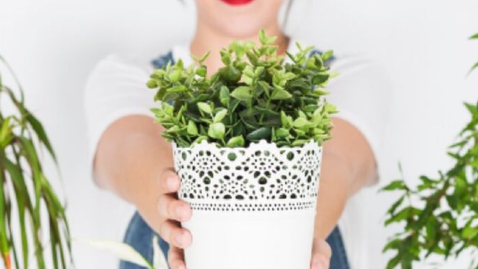 Estas son las 6 plantas que atraen la abundancia a tu hogar, según el Feng Shui