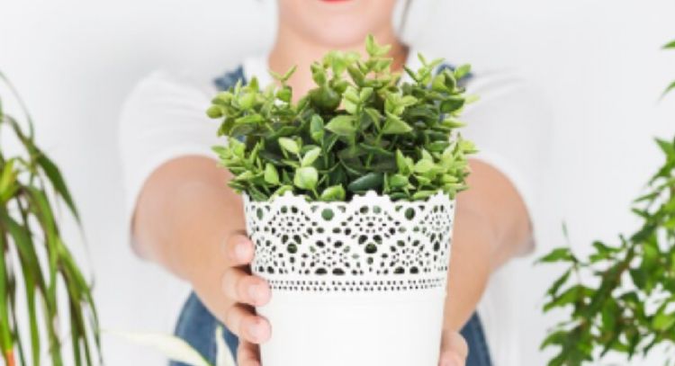 Estas son las 6 plantas que atraen la abundancia a tu hogar, según el Feng Shui
