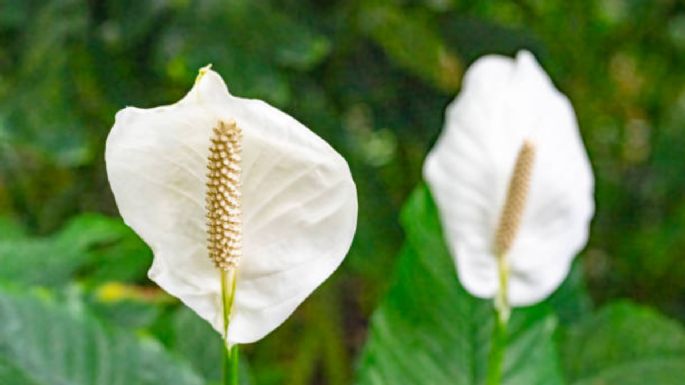 Un solo ingrediente de cocina y tu Cuna de Moisés estallará de flores