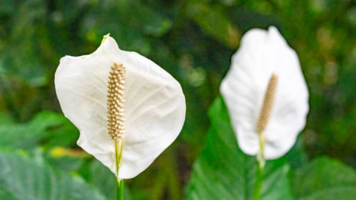 Un solo ingrediente de cocina y tu Cuna de Moisés estallará de flores